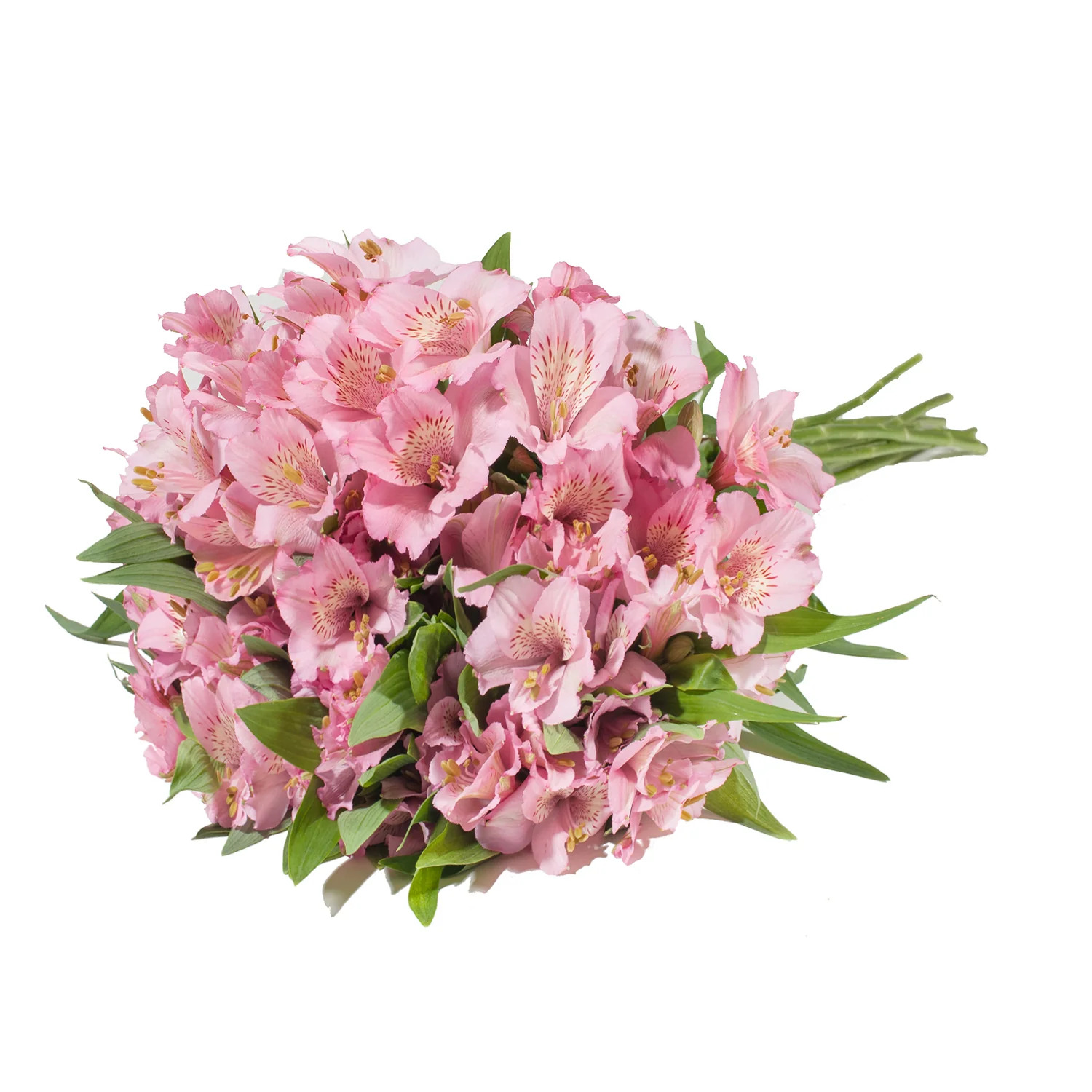 Pastel Pembe Alstroemeria - 10 Dal