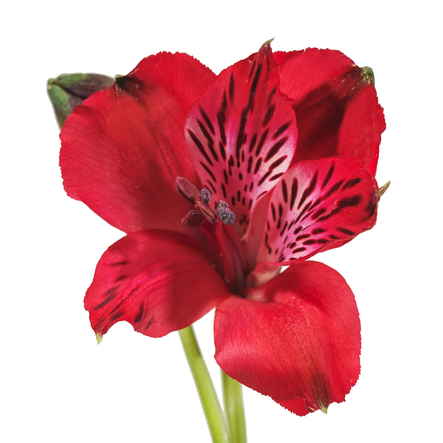 Kırmızı Alstroemeria - 10 Dal