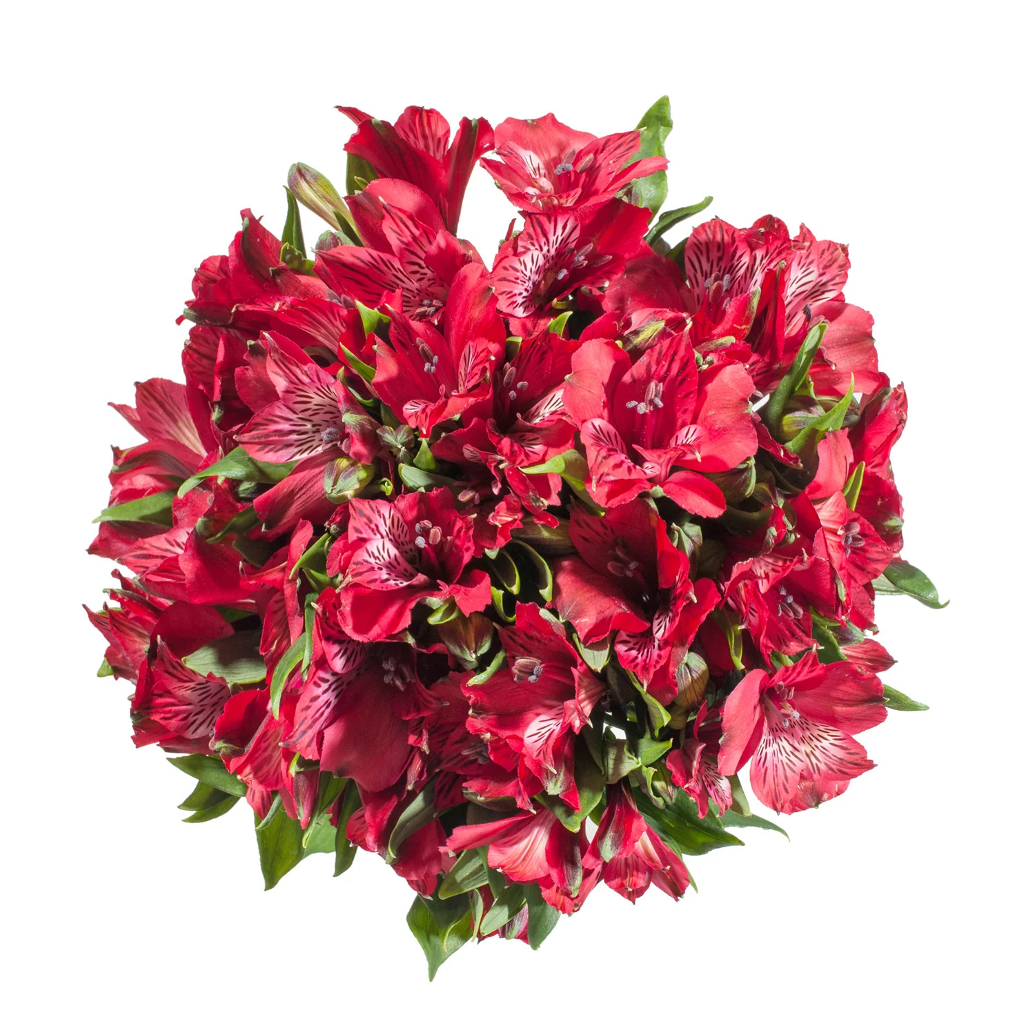 Kırmızı Alstroemeria - 10 Dal