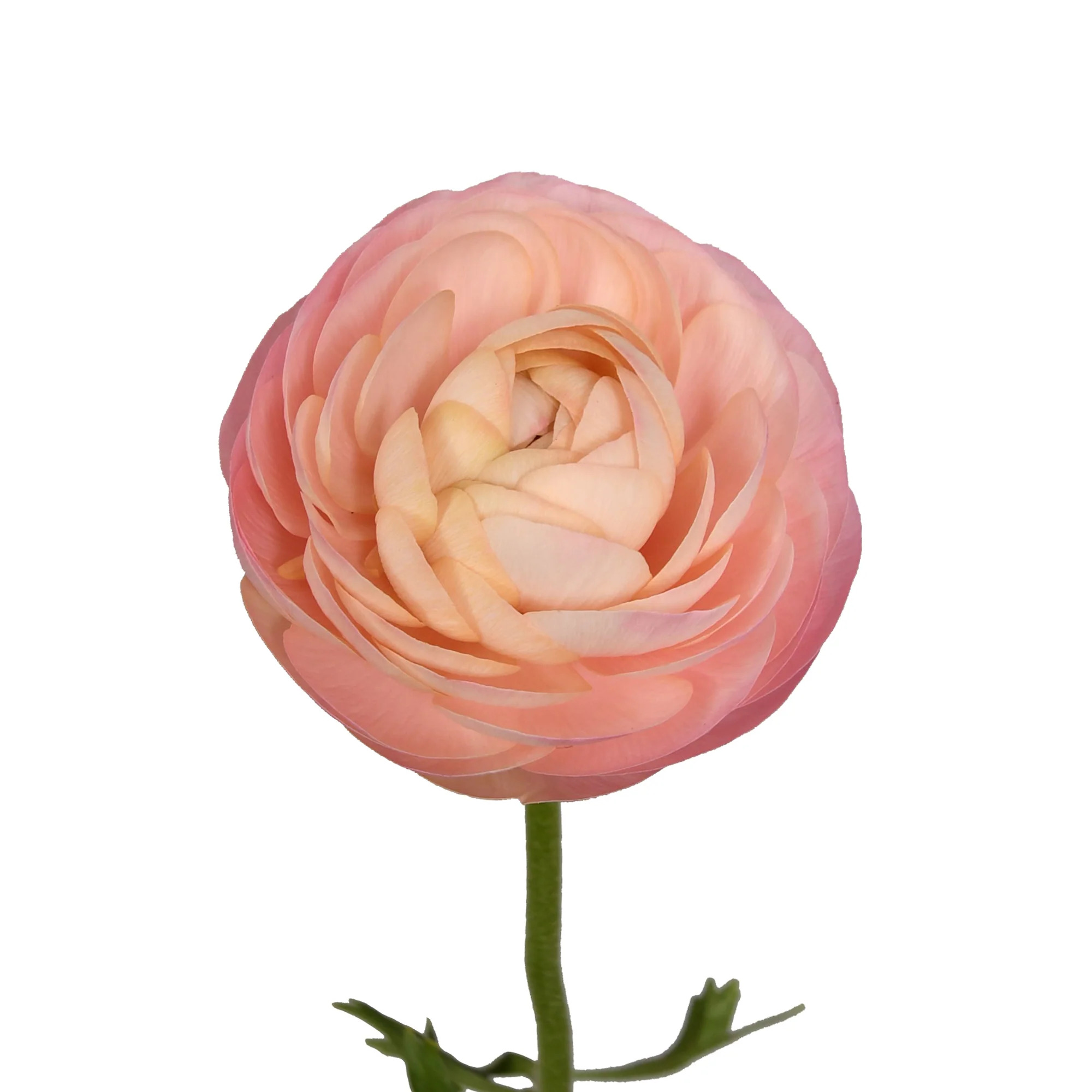 Peach Erengül - 25 Dal