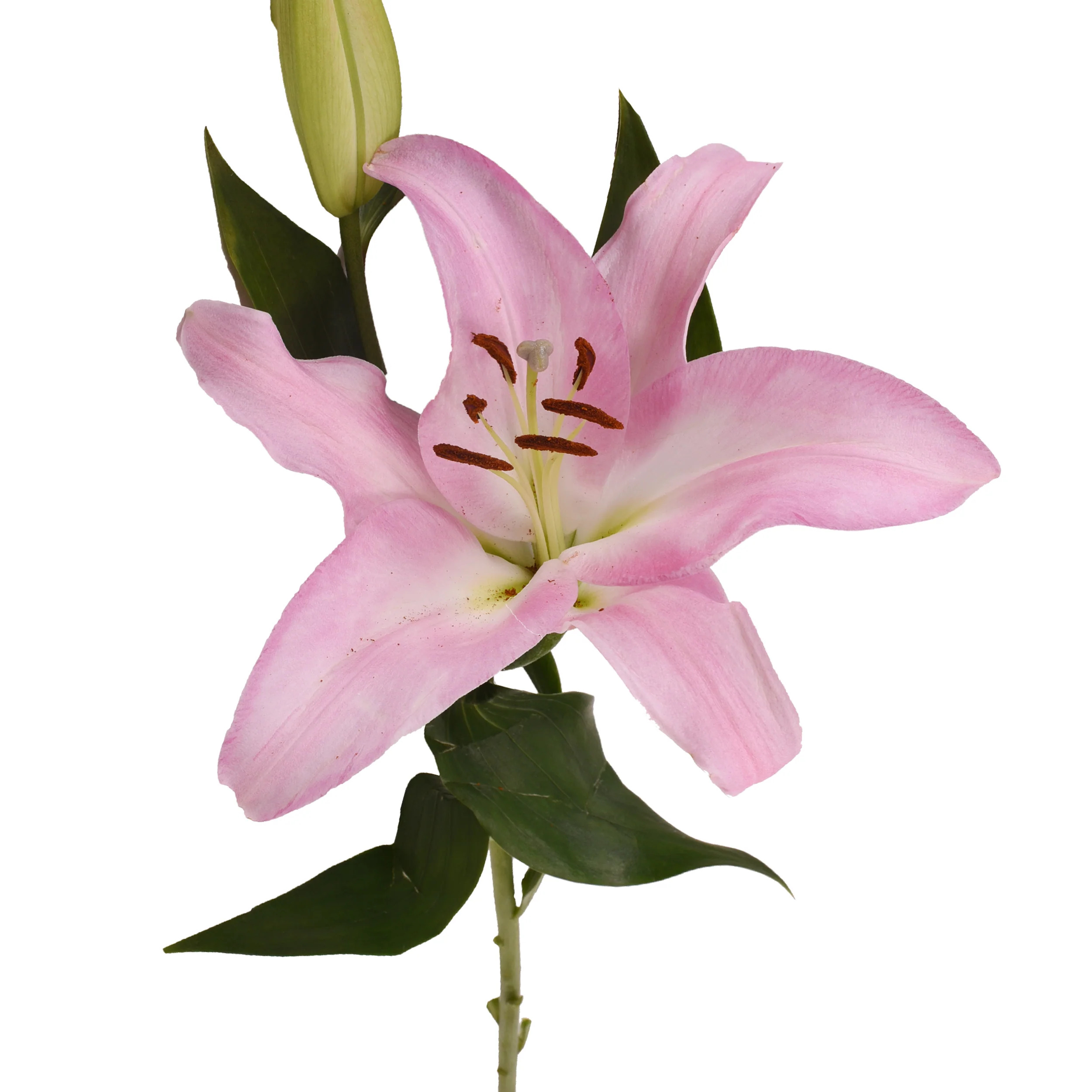 Pembe Lilyum - 3 Dal