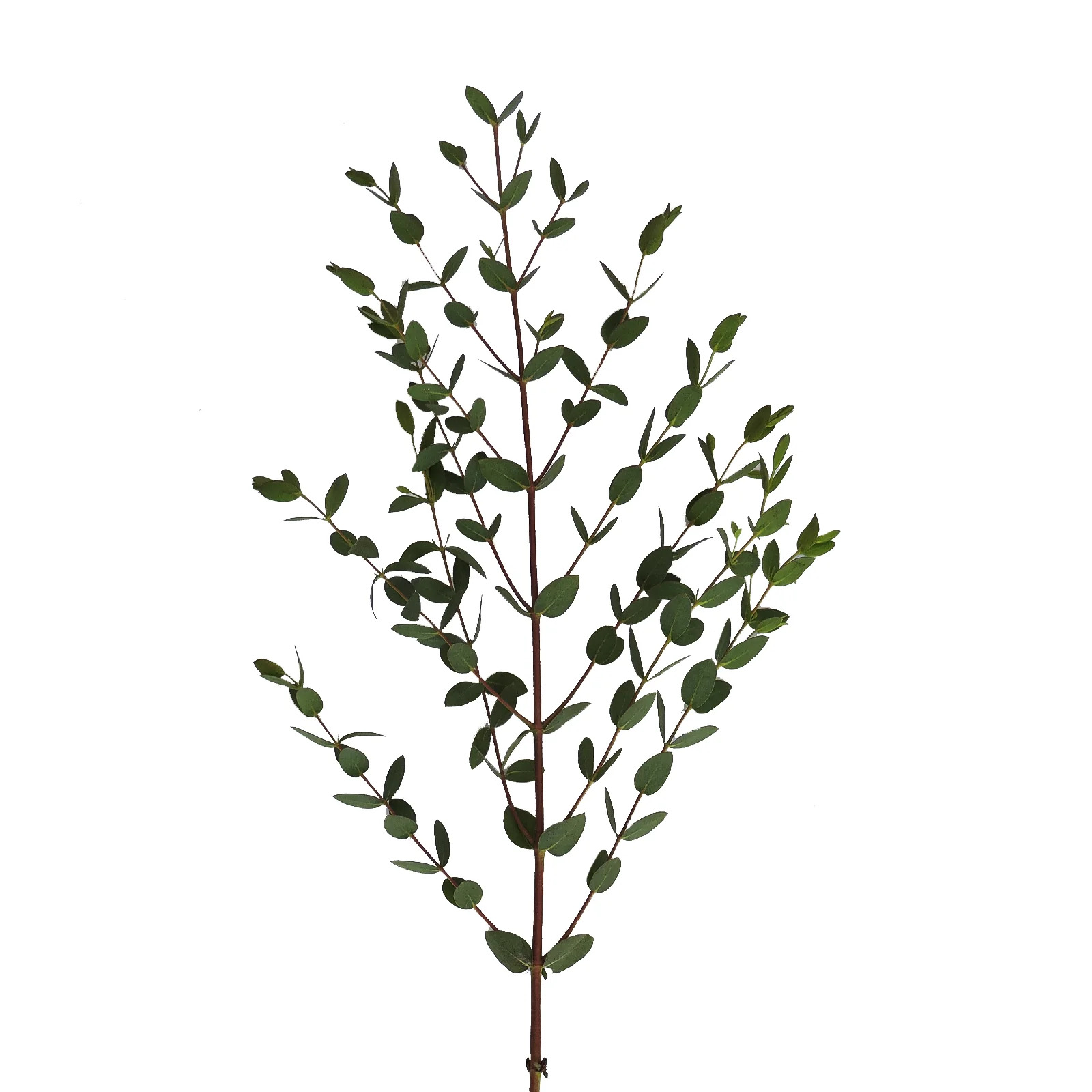 Parvifolia Okaliptus - 1 Demet
