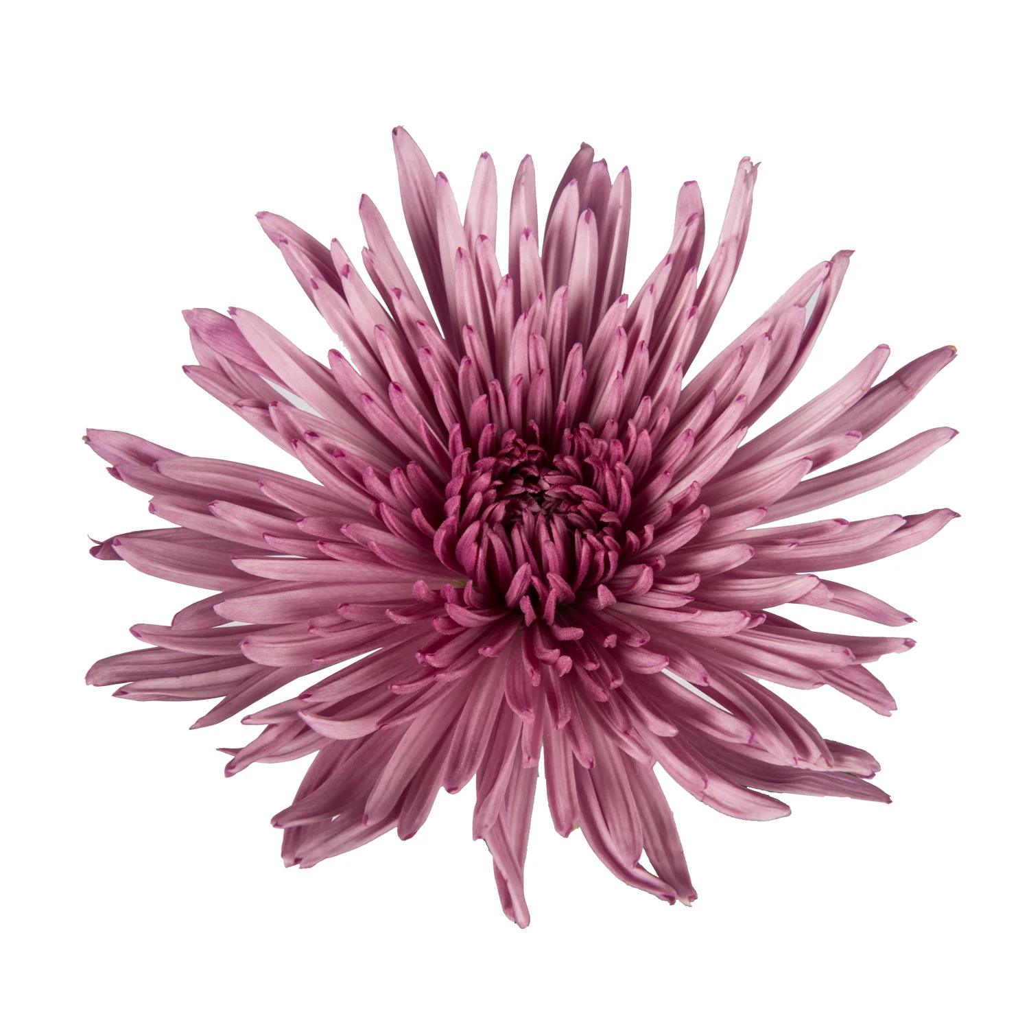 Purple Anastasia Spider Mums - 5 Dal