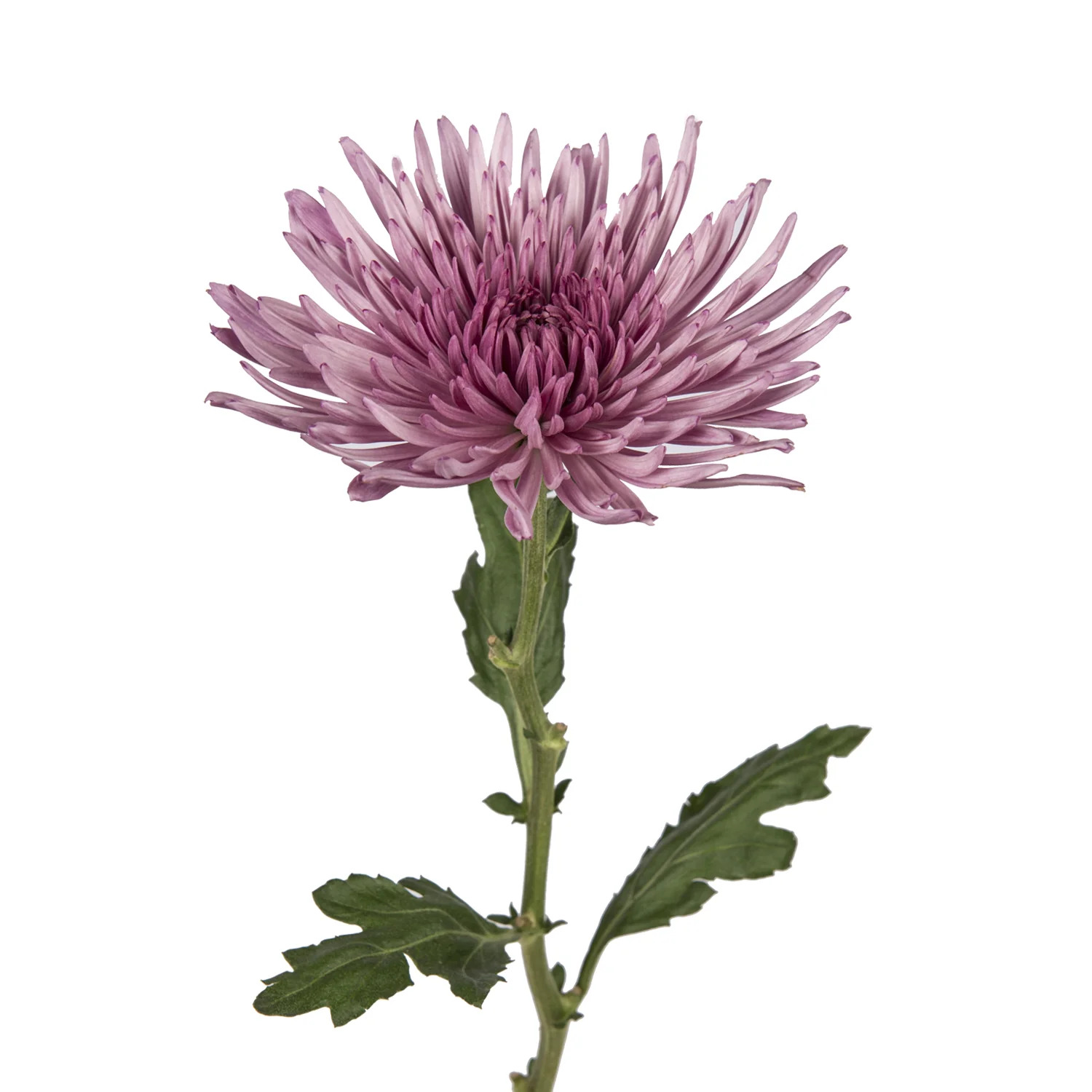 Purple Anastasia Spider Mums - 5 Dal