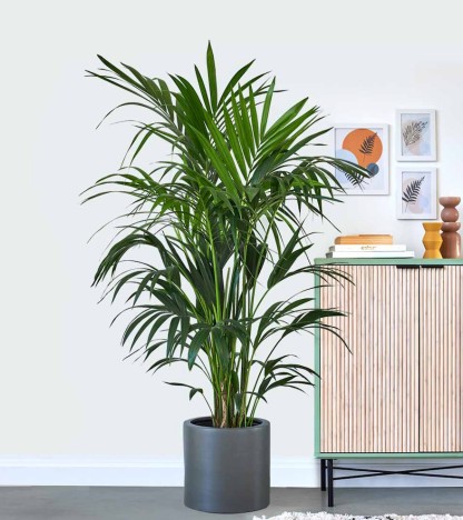 Kentia Palmiyesi - (Howea Forsteriana)
