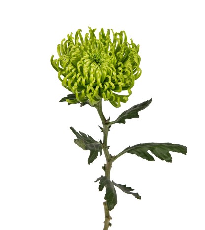 Green Anastasia Spider Mums - 5 Dal