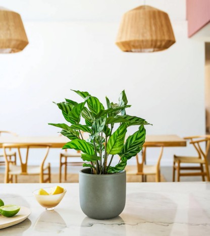 Calathea Freddie