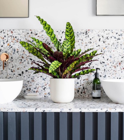 Calathea Lancifolia (Rattlesnake Bitkisi)
