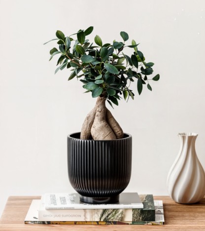 Ficus Ginseng Bonsai