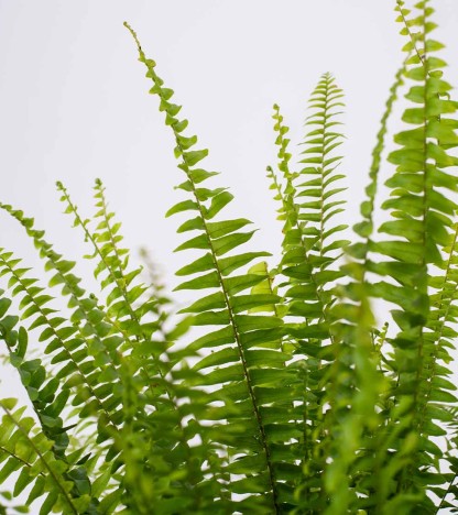 Fern (Aşk Merdiveni)
