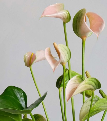 Pembe Antoryum (Anthurium)