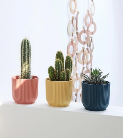 Kaktüs 3’lü Set