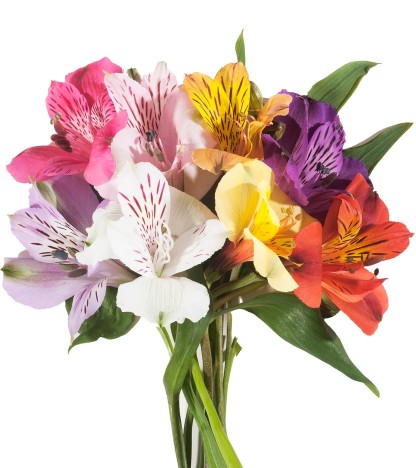Mix Alstroemeria - 10 Dal