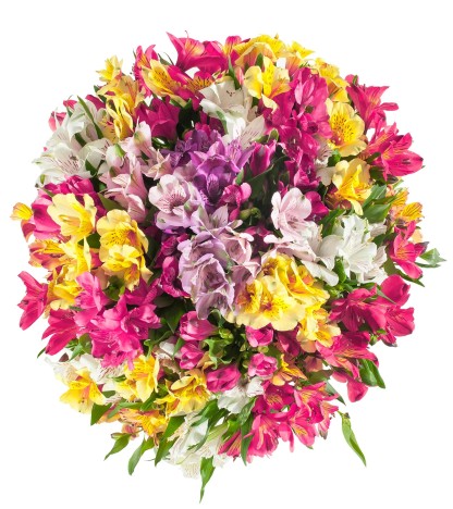 Mix Alstroemeria - 10 Dal