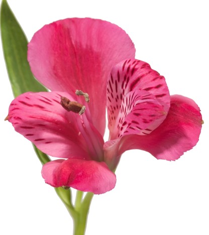 Hot Pink Alstroemeria - 10 Dal