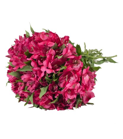 Hot Pink Alstroemeria - 10 Dal
