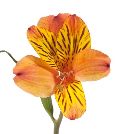 Turuncu Alstroemeria - 10 Dal