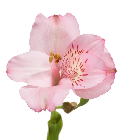 Pastel Pembe Alstroemeria - 10 Dal