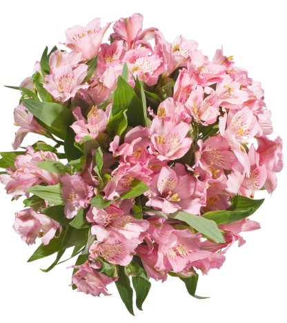 Pastel Pembe Alstroemeria - 10 Dal