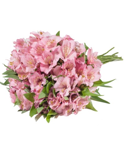 Pastel Pembe Alstroemeria - 10 Dal