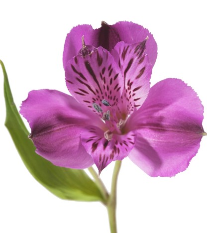 Mor Alstroemeria - 10 Dal