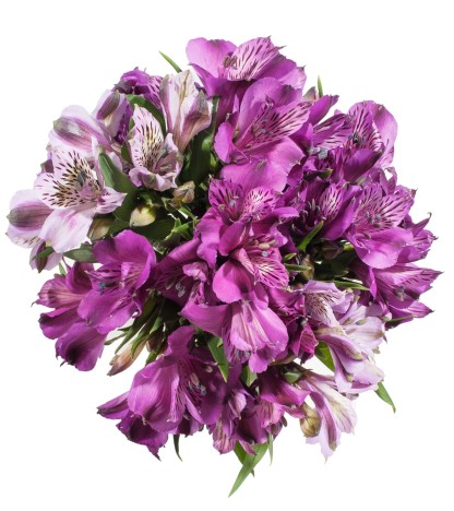 Mor Alstroemeria - 10 Dal