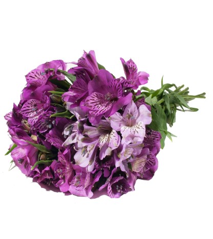 Mor Alstroemeria - 10 Dal