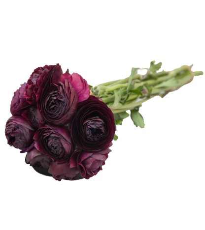 Burgundy Erengül - 25 Dal