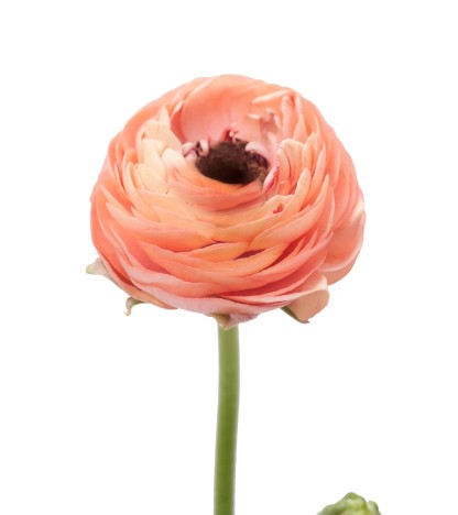 Coral Erengül - 25 Dal