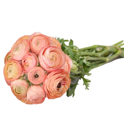 Coral Erengül - 25 Dal