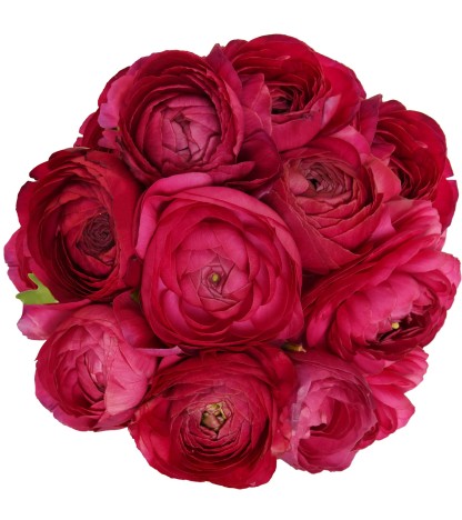 Hot Pink Erengül - 25 Dal