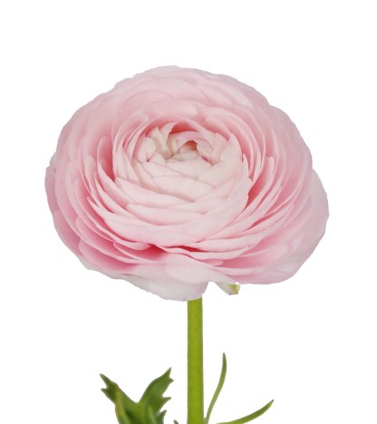 Pastel Pembe Erengül - 25 Dal
