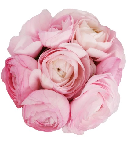 Pastel Pembe Erengül - 25 Dal