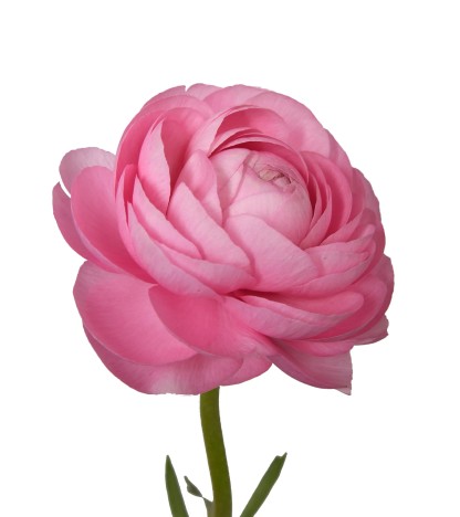 Pembe Erengül - 25 Dal