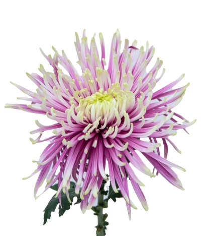 Baltazar Spider Mums - 5 Dal