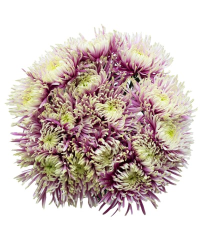 Baltazar Spider Mums - 5 Dal