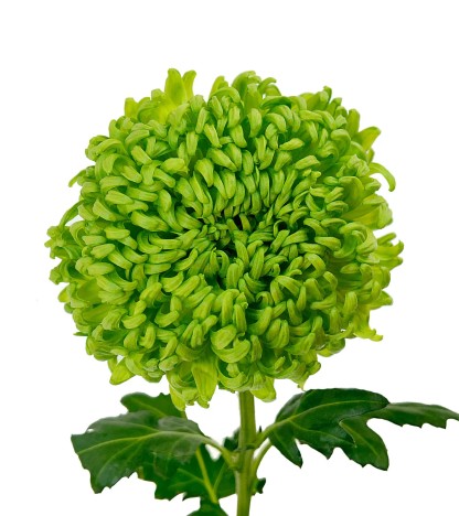 Bombelini Cremon - 5 Dal