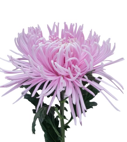 Capriool Spider Mums - 5 Dal