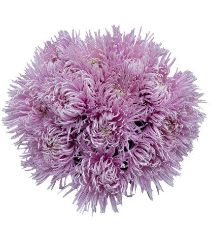 Capriool Spider Mums - 5 Dal