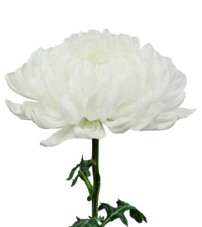White Mums - 5 Dal