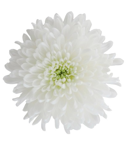 White Mums - 5 Dal
