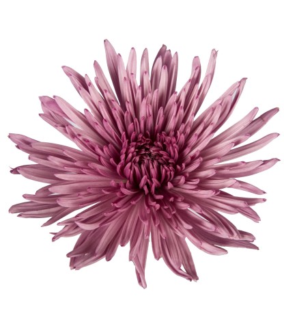 Purple Anastasia Spider Mums - 5 Dal