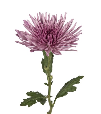 Purple Anastasia Spider Mums - 5 Dal