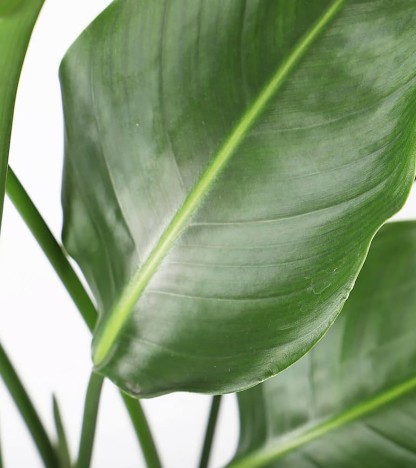 Strelitzia (Cennet Kuşu)
