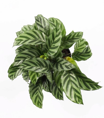 Calathea Freddie