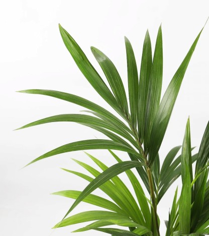 Kentia Palmiyesi - (Howea Forsteriana)