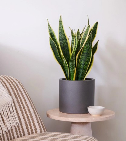 Sansevieria Trifasciata - Paşa Kılıcı