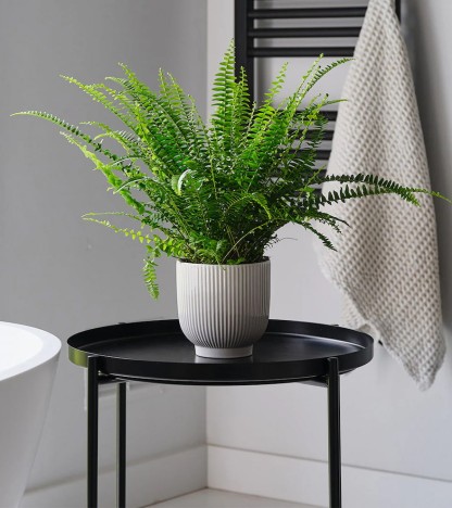 Fern (Aşk Merdiveni)