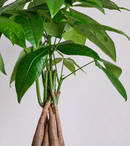 Pachira Aquatica - Para Ağacı