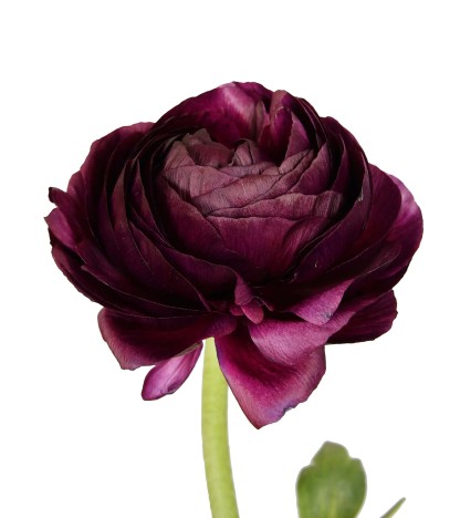 Burgundy Erengül - 25 Dal